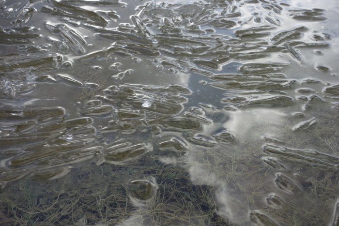 Ice crystals clink in the water