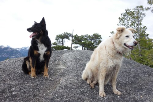 The Chief. With two crazy&nbsp;dogs