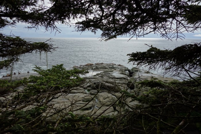 They're far away but you can sure smell these seals