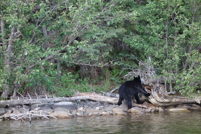 Black bear eating ants