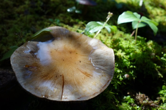 Looks tasty... but who will try it?