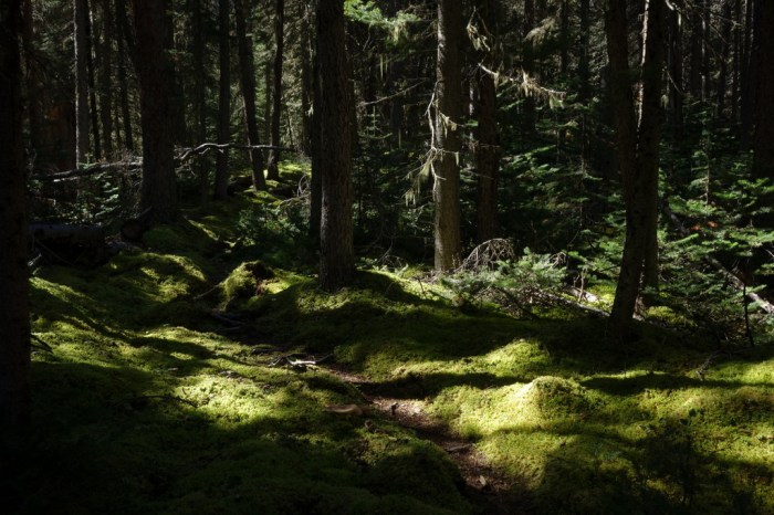 As we near the pass, the forest becomes more and more lush