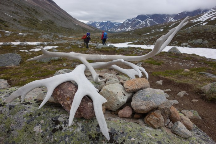 Caribou antlers at Jonas Pass