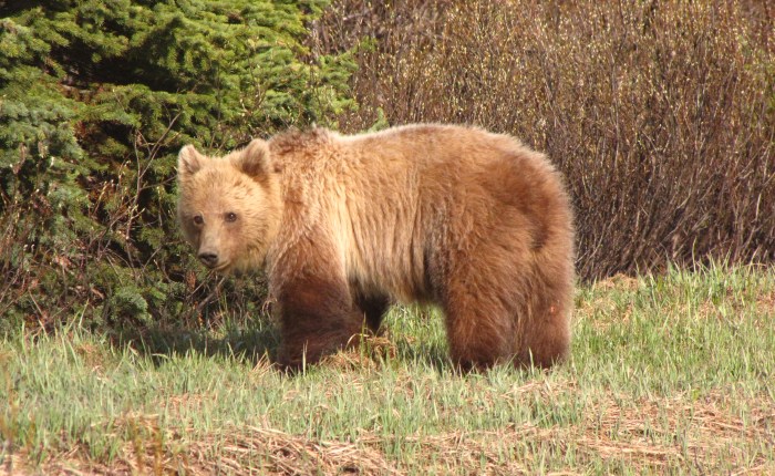 Grizzly Research in the Rockies