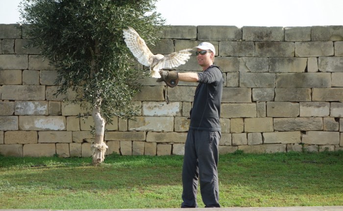 Maltese Falconry