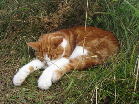 Robin Hood's Bay's most relaxed kitty