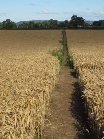 Wheat fields forever