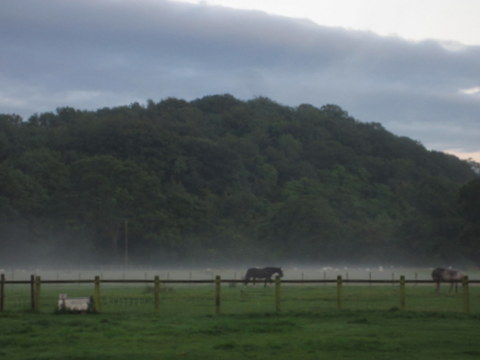 Misty pastures after the storm.
