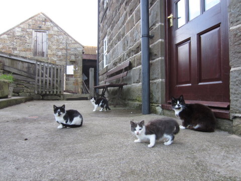 Which one of you trouble-makers was climbing the tent?