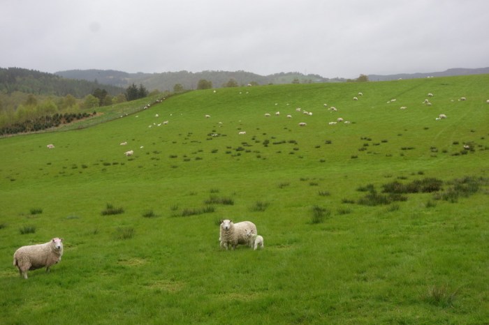 Sheep country
