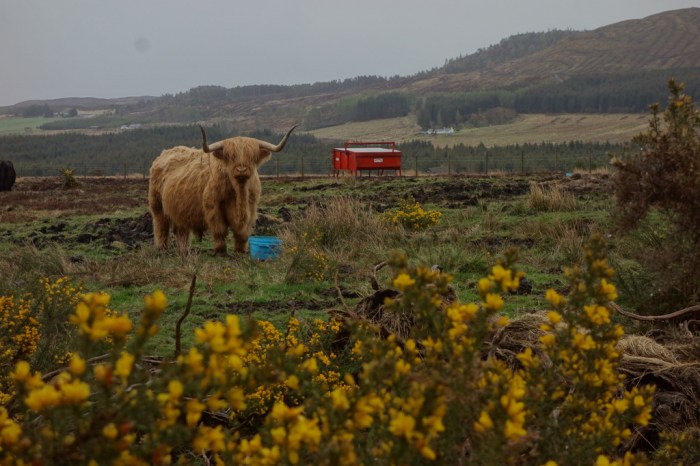 The famous Highland cow