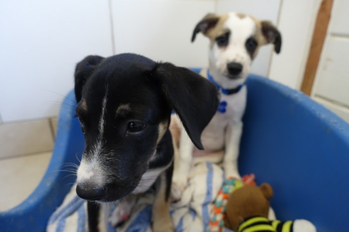 Puppies waiting to be adopted