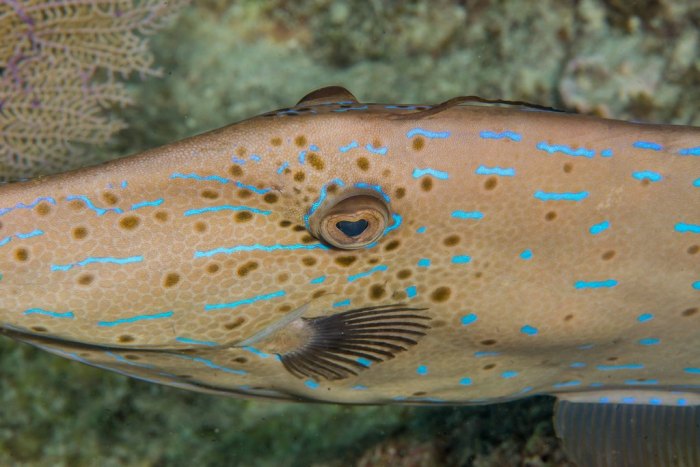 Fish have such vibrant colours underwater