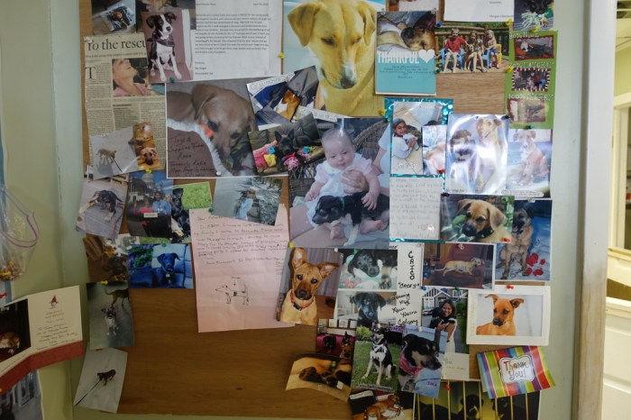 Thank-you notes from happy adopted dogs and their new families