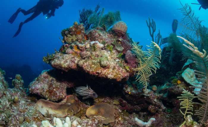 Bahamas scuba diving video