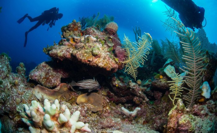 Scuba Diving in Bahamas aboard the Carib Dancer