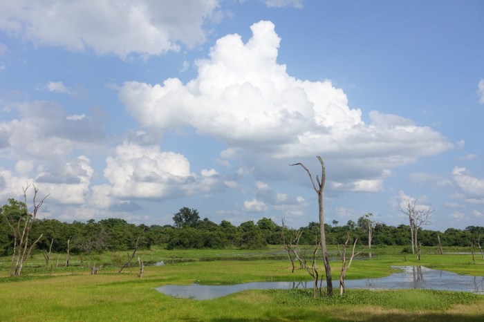 Wasgamuwa National Park