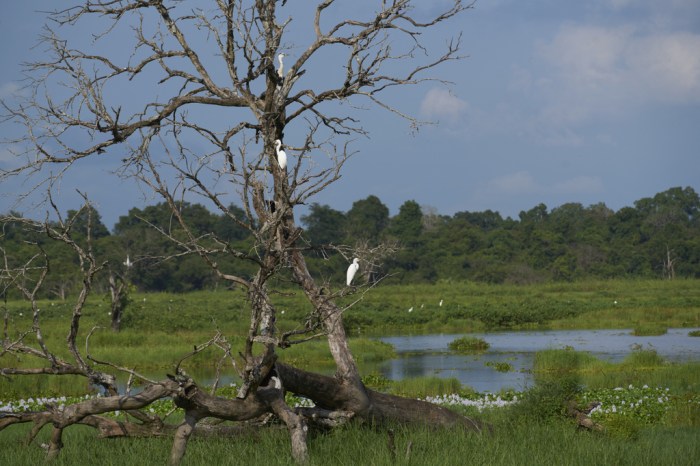 The park has more than 100 bird species