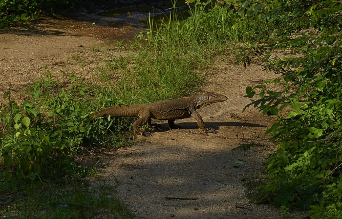 Land Monitor Lizard