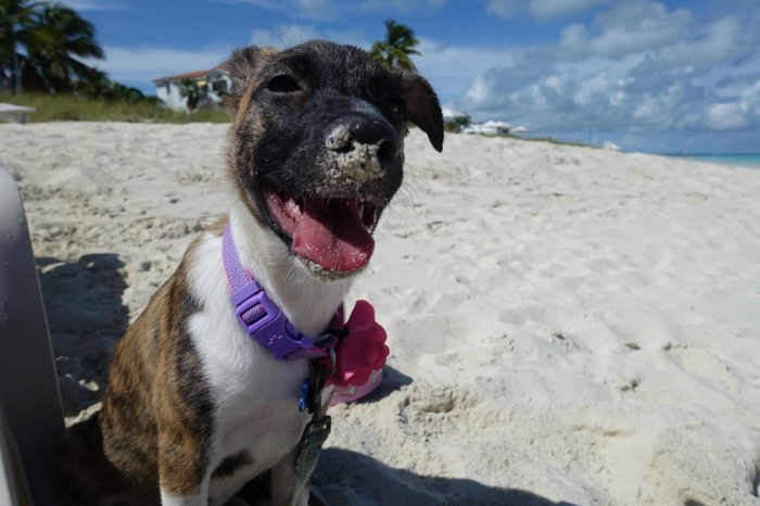 October - volunteering with rescued puppies in Turks and Caicos