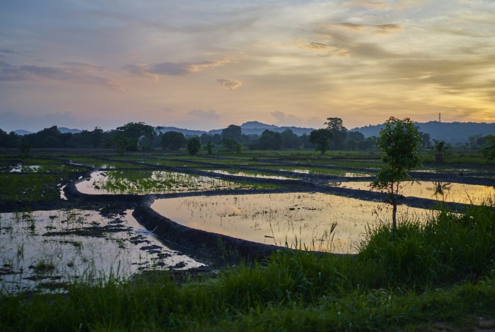 Rice fields