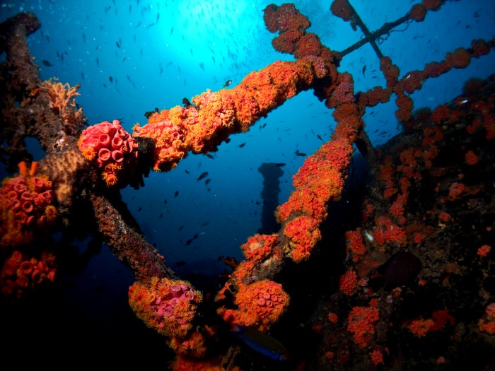 New life takes hold on the wreck of Pecheur Breton Photo credit: Naren Gunasekera