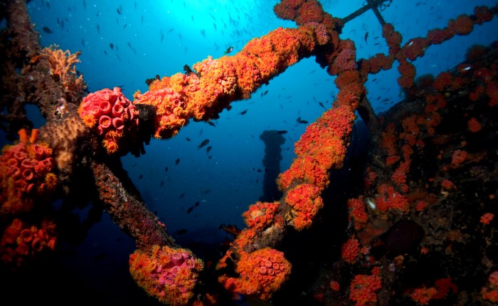 Shipwreck Diving in Colombo
