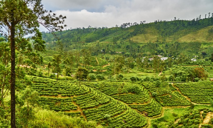 Perfectly manicured scenery