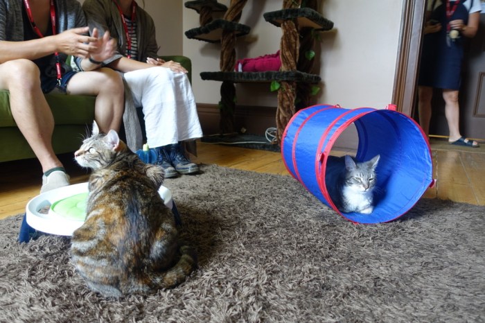 Hanging out at the Cat Café