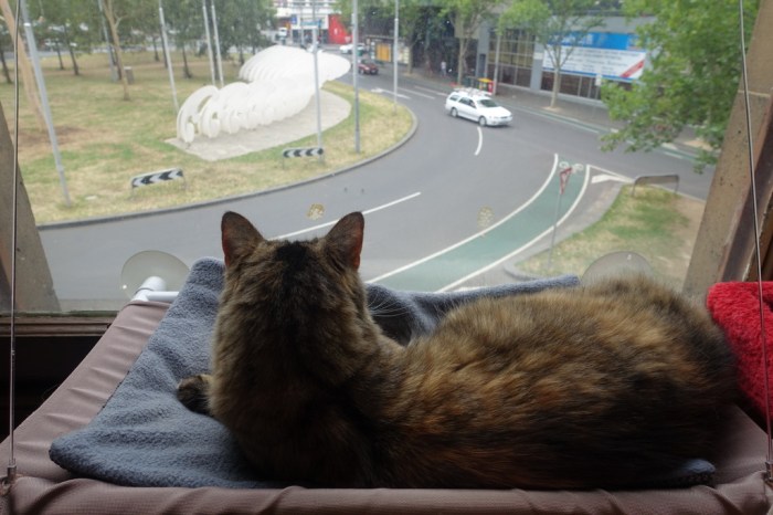 Watching the world go by