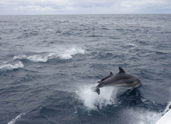 Dolphins!