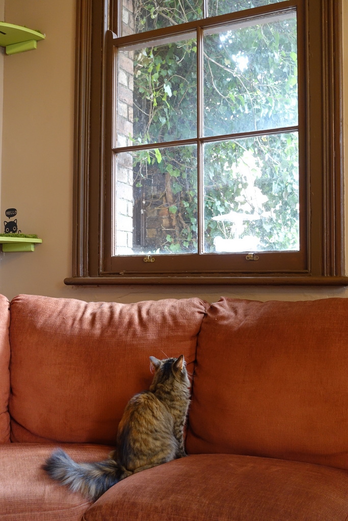 About to catch those pesky birds outside the window