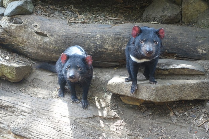 Two little Tasmanian Devils