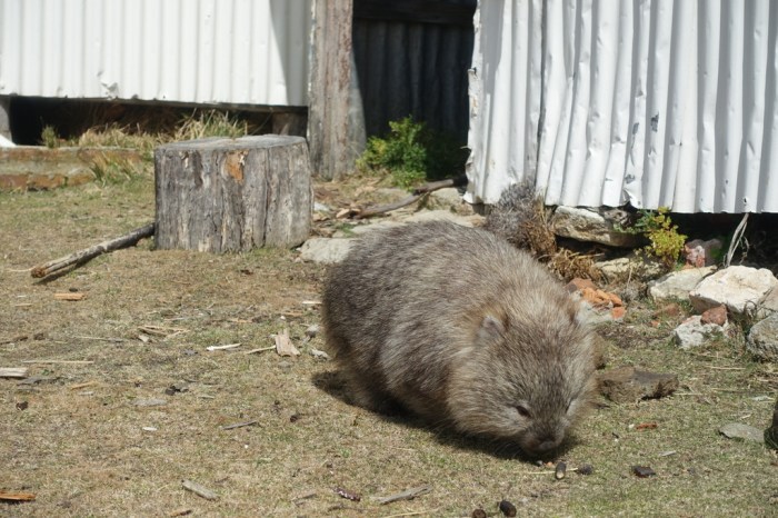 Fluffy wombat
