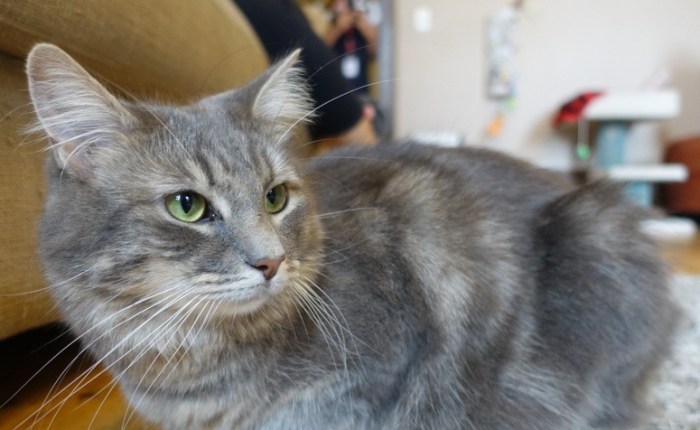 Melbourne’s Cat Cafe