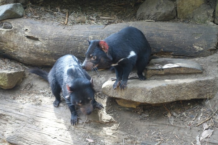 Cutest "devils" ever