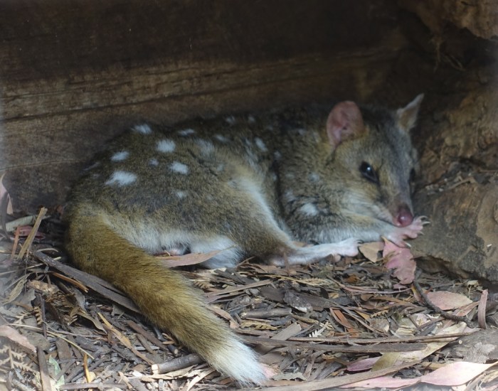 Quoll