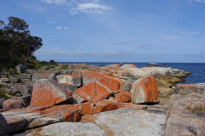 Red lichen makes the sea-side boulders almost glow