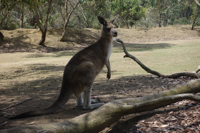 Kangaroo