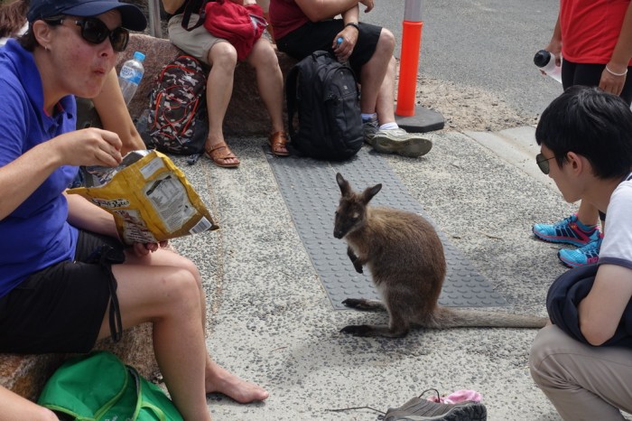Rather tame wallaby