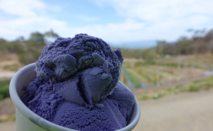 Lavender Ice Cream and Sauvignon Blanc (Day 4 of Cycling&nbsp;Tasmania)