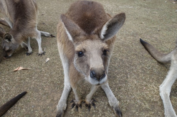 Who me? No, I haven't had any treats yet... promise!
