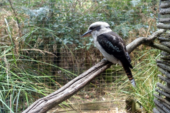 Kookaburra