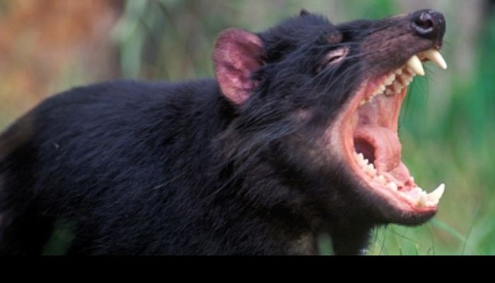 I found the Tasmanian&nbsp;Devil!