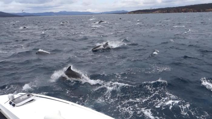 Dolphins everywhere!