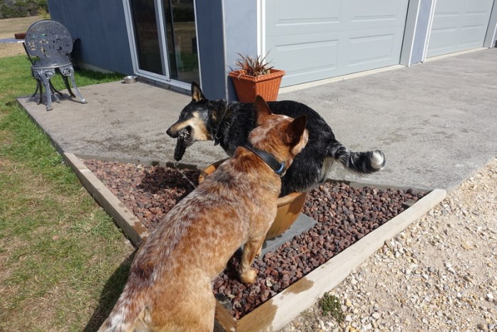 Rooie and Myrtle at play