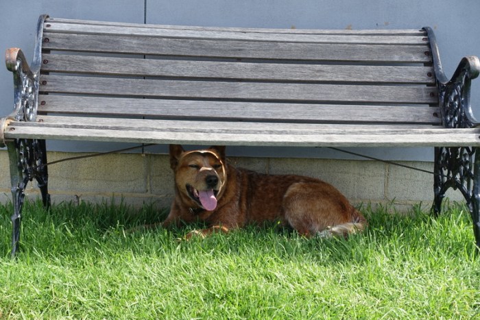 Rooie says it's so hot out!