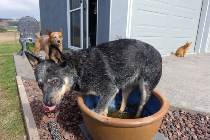 Myrtle loves getting her paws wet
