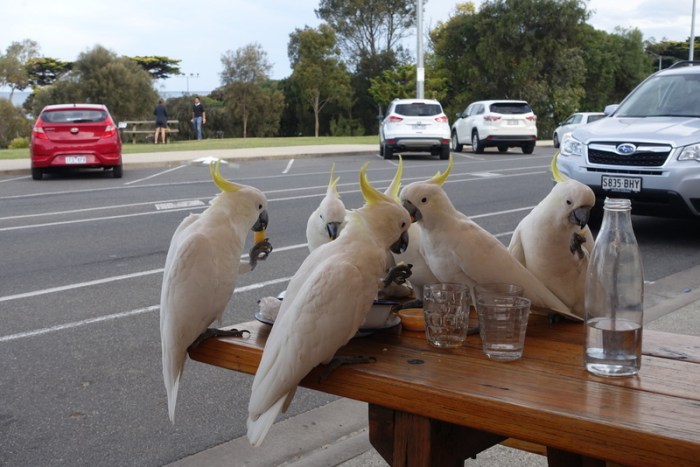 Cockatoos eating french fries