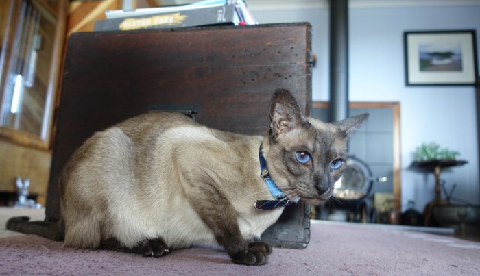 Sasha thinking about pouncing on her favourite toy